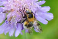 Volucella bombylans