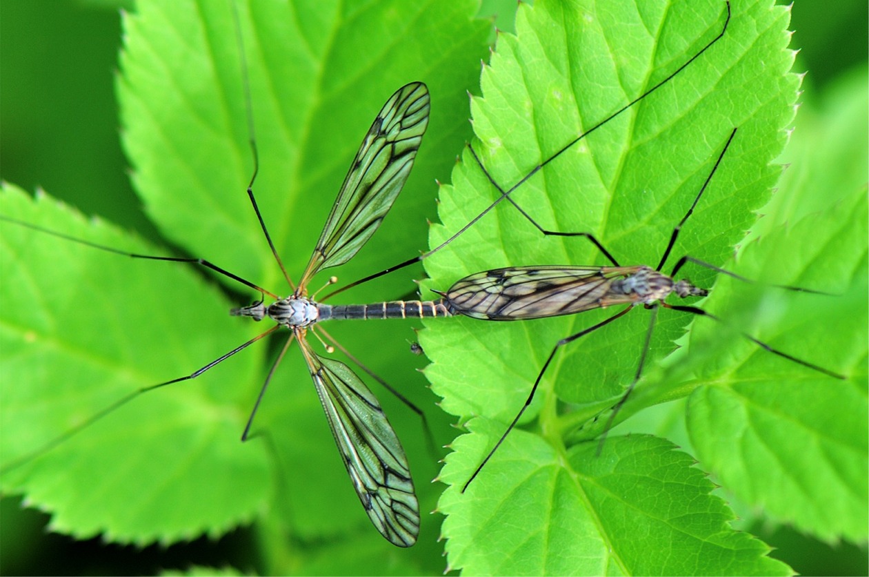 Tipula hortorum