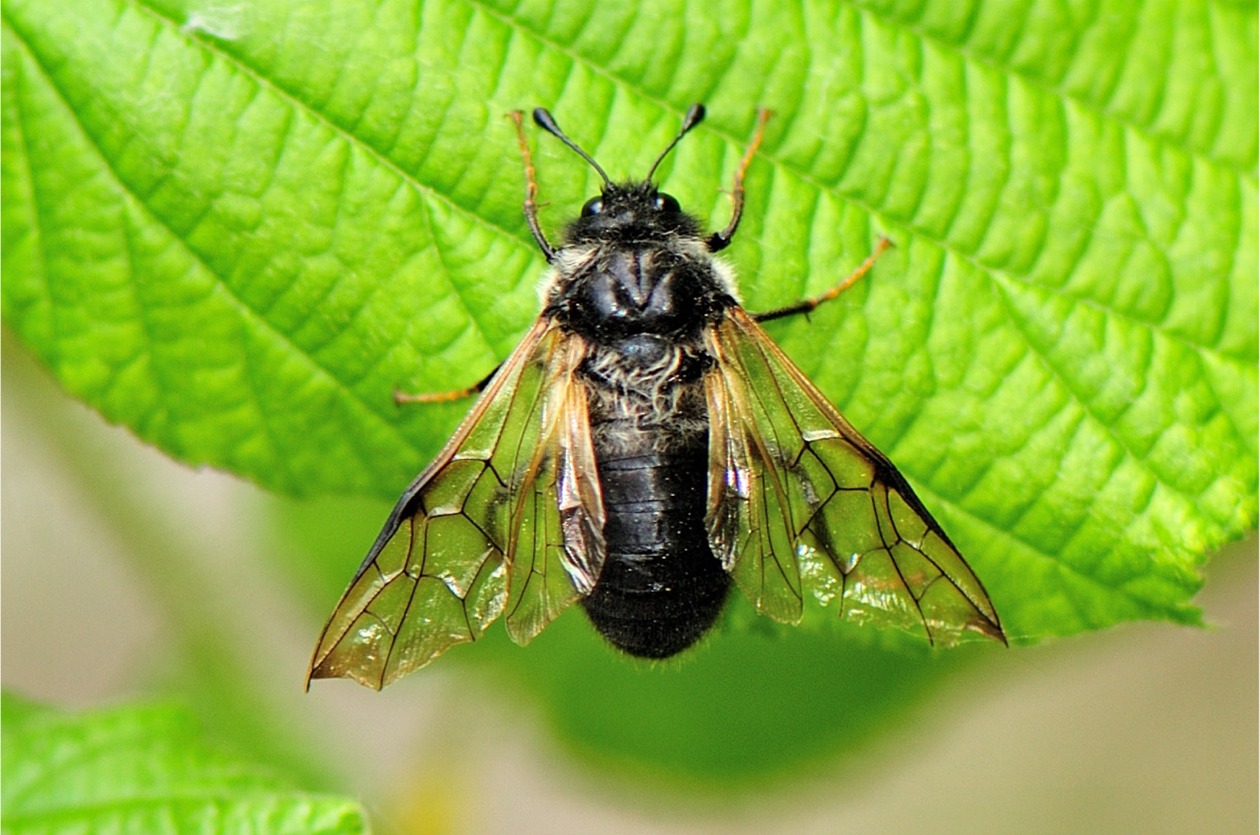 Trichiosoma tibiale