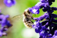 Bombus mucidus