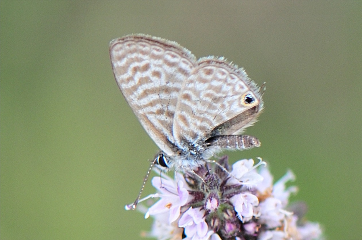 Leptotes pirithous