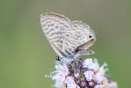 Leptotes pirithous