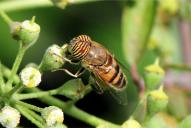 Eristalinus taeniops