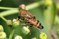 Eristalinus taeniops