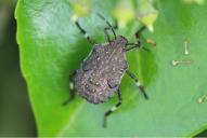 Halyomorpha halys(Larve)