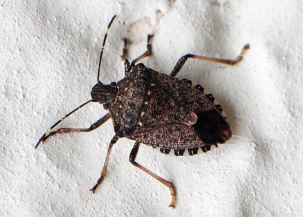 Halyomorpha halys