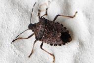 Halyomorpha halys