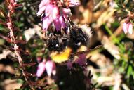 Bombus jonellus