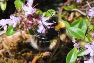 Bombus jonellus