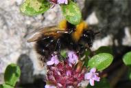 Bombus jonellus