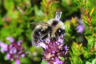 Bombus jonellus