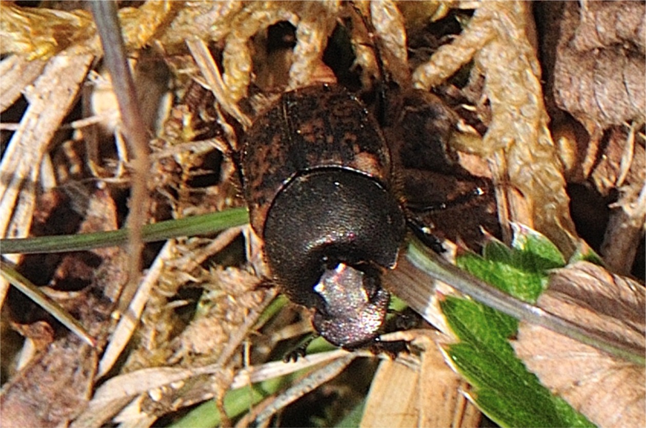 Onthophagus fracticornis