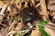 Onthophagus fracticornis