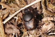 Onthophagus fracticornis