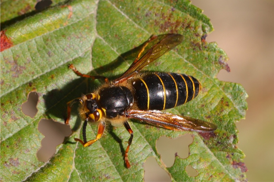 Dolichovespula media