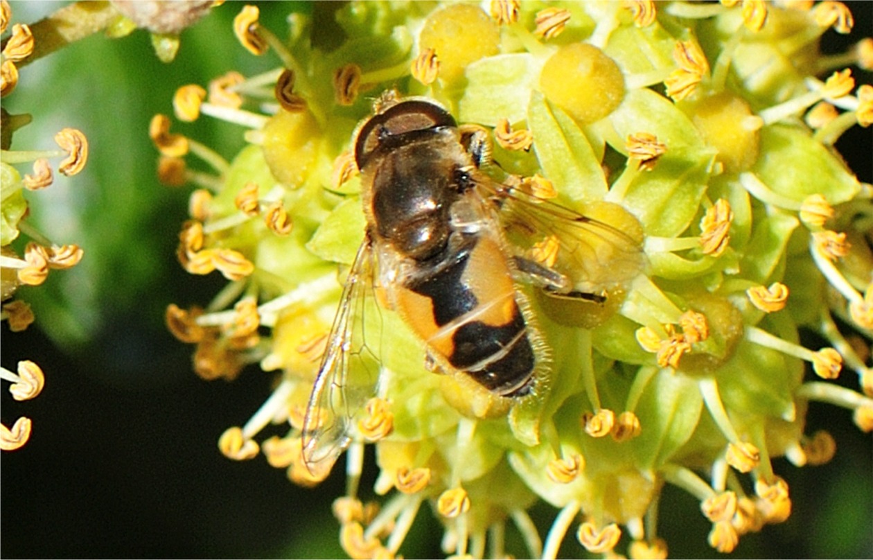 Eristalis arbustorum