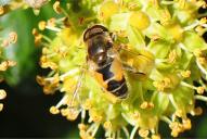 Eristalis arbustorum