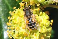 Eristalis arbustorum(♂)