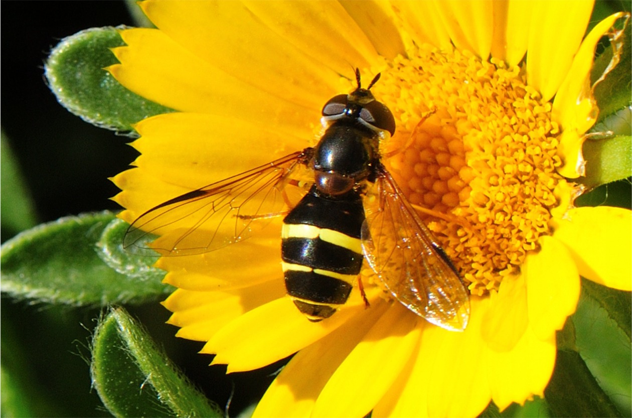 Dasysyrphus tricinctus