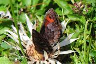 Erebia pronoe