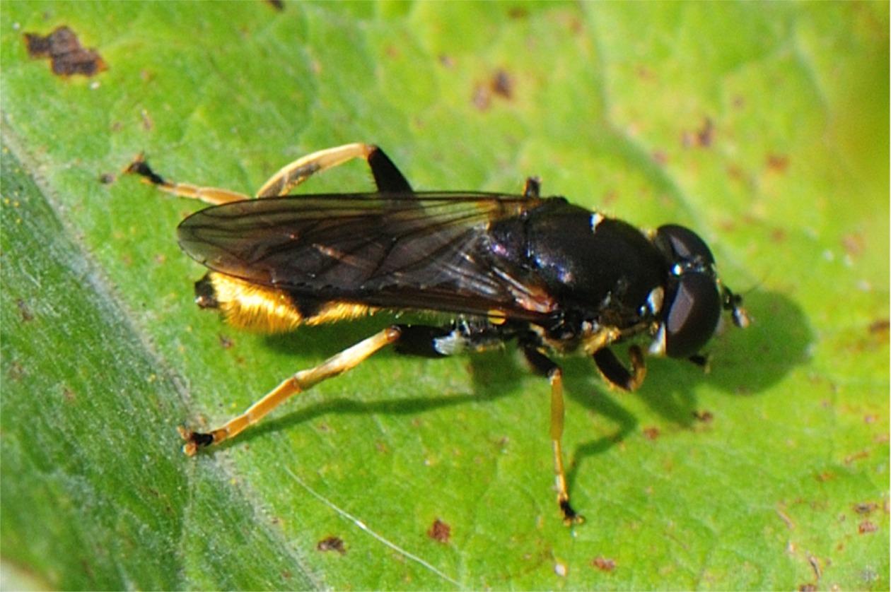 Xylota sylvarum