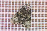 Craniophora ligustri