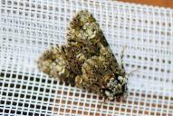 Craniophora ligustri