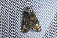 Craniophora ligustri