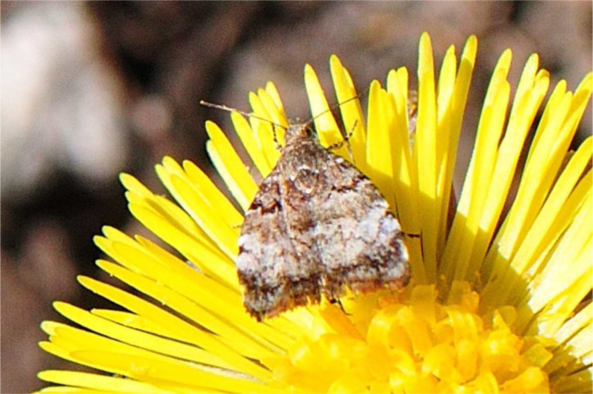 Choreutis pariana