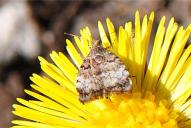 Choreutis pariana