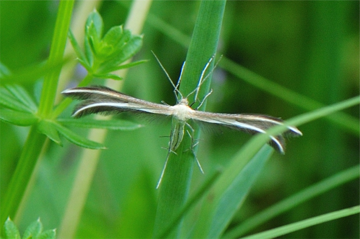 Merrifieldia leucodactyla