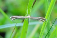 Merrifieldia leucodactyla