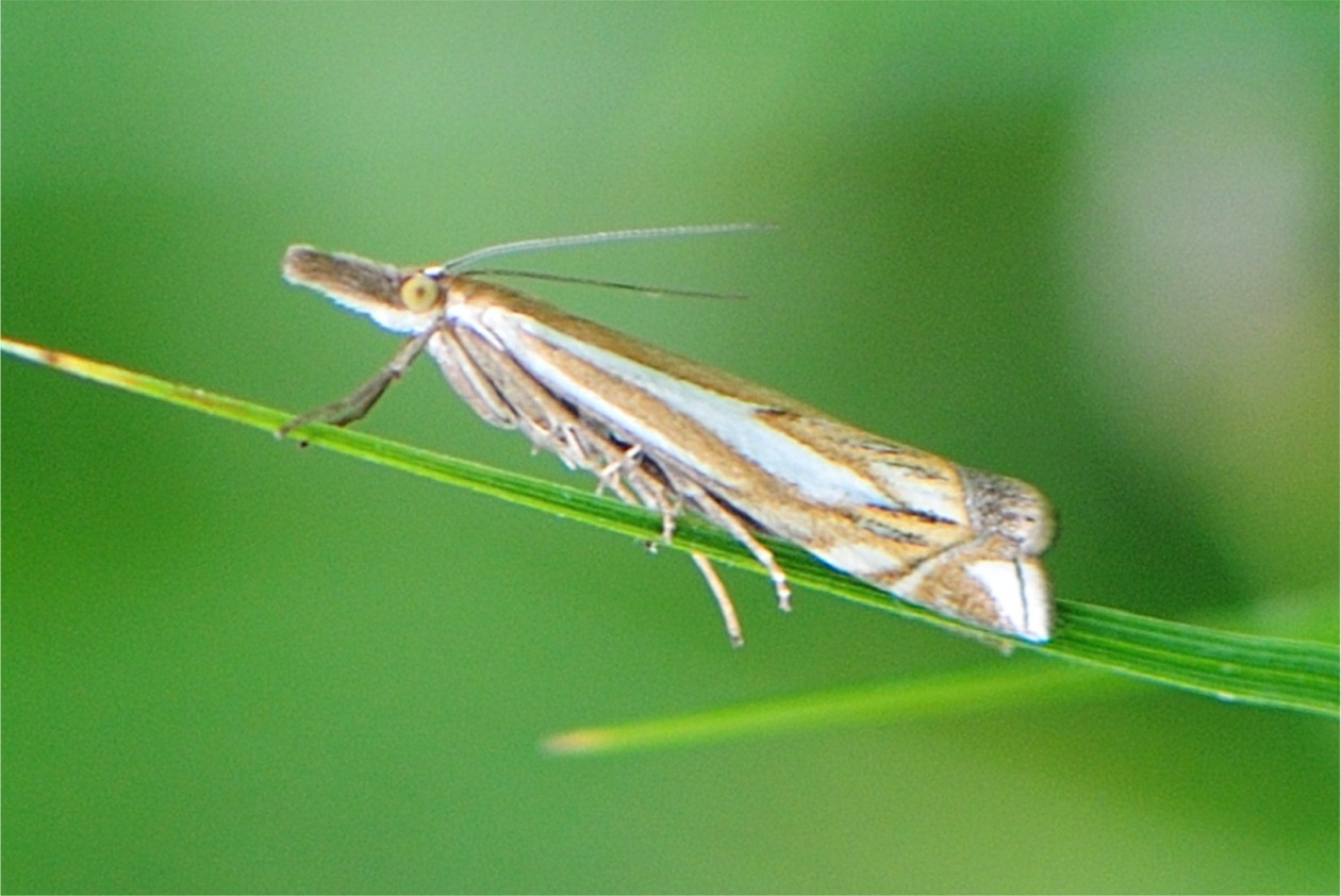 Crambus pratella