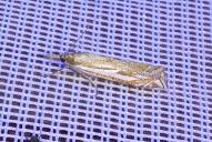 Crambus pratella