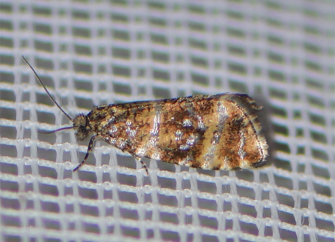 Phiaris micana