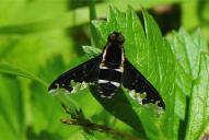 Hemipenthes maura