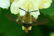 Hemaris fuciformis