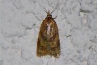 Sparganothis pilleriana