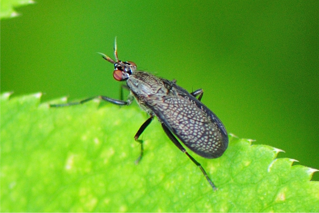 Coremacera marginata