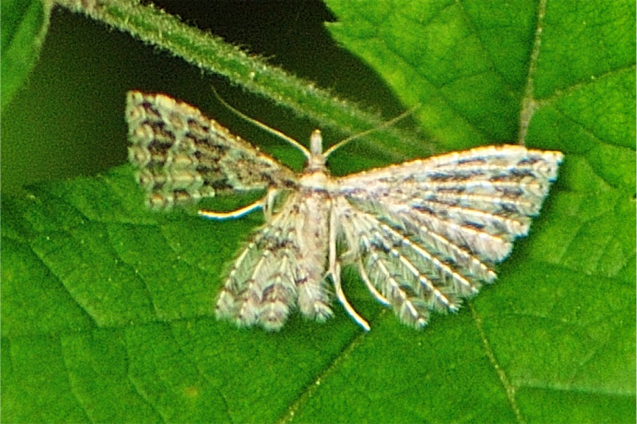 Alucita desmodactyla