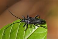 Oxymirus cursor(♂)