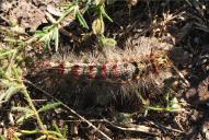 Lymantria dispar(Raupe)