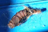 Lymantria dispar(Puppe)