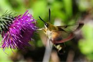 Hemaris fuciformis