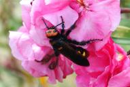 Regiscolia maculata maculata(♀)