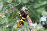 Regiscolia maculata maculata(♂)