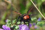 Regiscolia maculata maculata(♀)