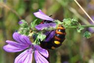 Regiscolia maculata maculata(♀)