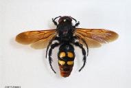 Regiscolia maculata maculata(♂)