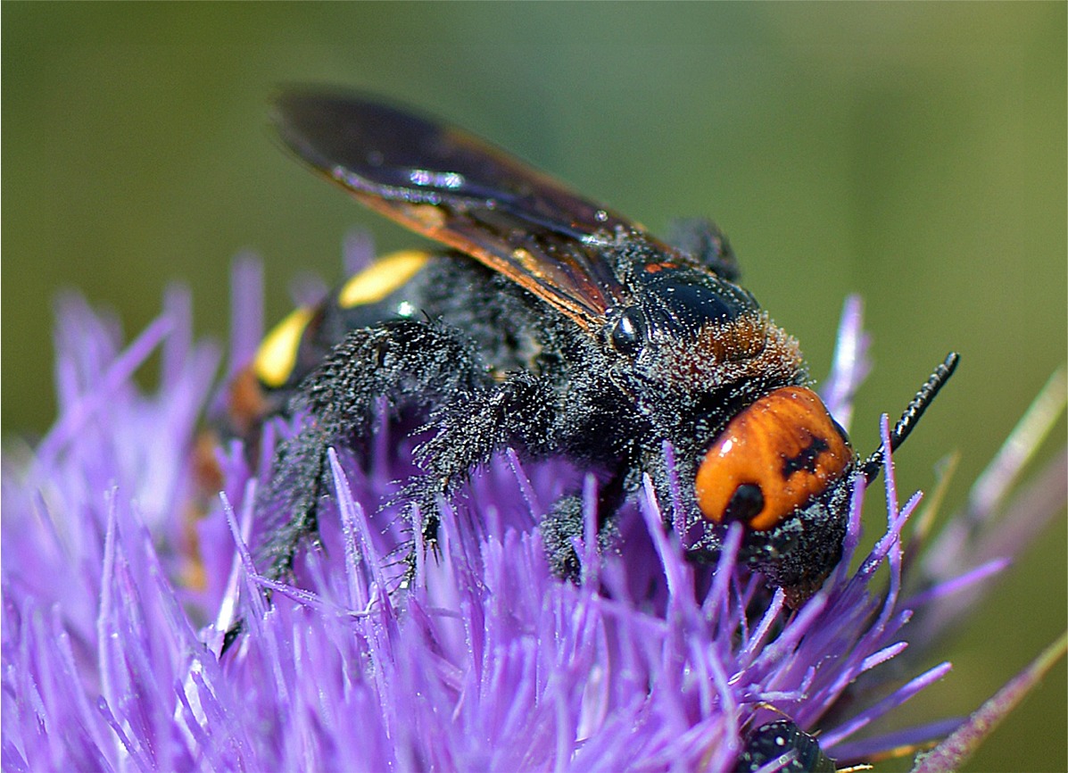 Megascolia maculata maculata(♀)